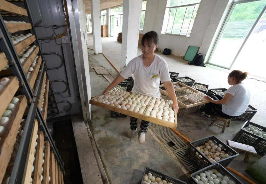贵州三穗：促进传统麻鸭产业提质增效