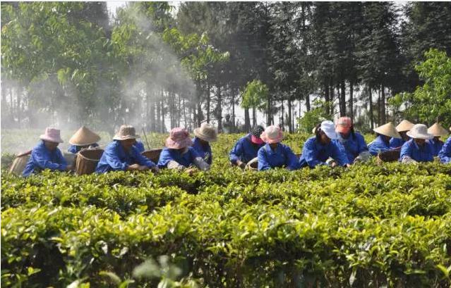 影像中国2005年12月28日,龙润集团成功收购具有57年制茶历史的昌宁县