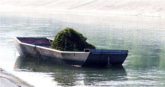 打捞装船的水草.