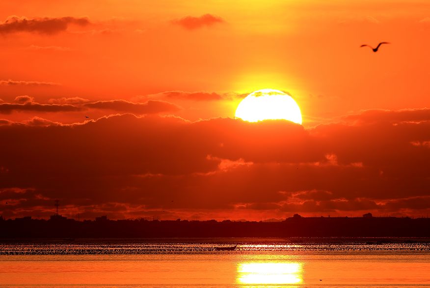 在中国最早迎接日出的地方被远道而来的成千上万只冬候鸟迷倒