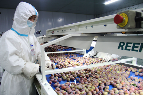 新疆维吾尔自治区伽师县英买里乡拉依力克村梅好伽师新梅熟了